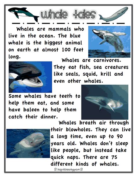 whale information for kids